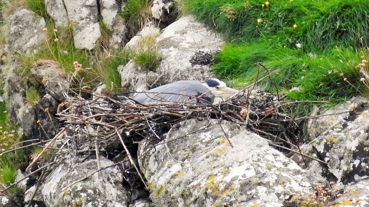 When I started birding 45 years ago I was surprised to learn Grey Herons nest in trees. Having got used to that fact, moving to Barra 9 years ago I was further surprised to find they also nest on the ground among boulders! Today's late nest is a 2nd attempt after the 1st failed.