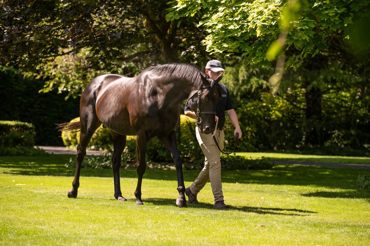 New Group winner for <a href="/coolmorestud/">Coolmore</a>’s WOOTTON BASSETT (pictured)💥

2yo filly ANGEAL (Ire) remains unbeaten in 3 starts, landing the Gr.3 Prix Six Perfections in fine style at Deauville🏆 

She was purchased for €110k by <a href="/ChantillyBstock/">Chantilly Bloodstock</a> from <a href="/BarodaStudIre/">Baroda Stud</a> at <a href="/Goffs1866/">Goffs</a> Orby Bk1
