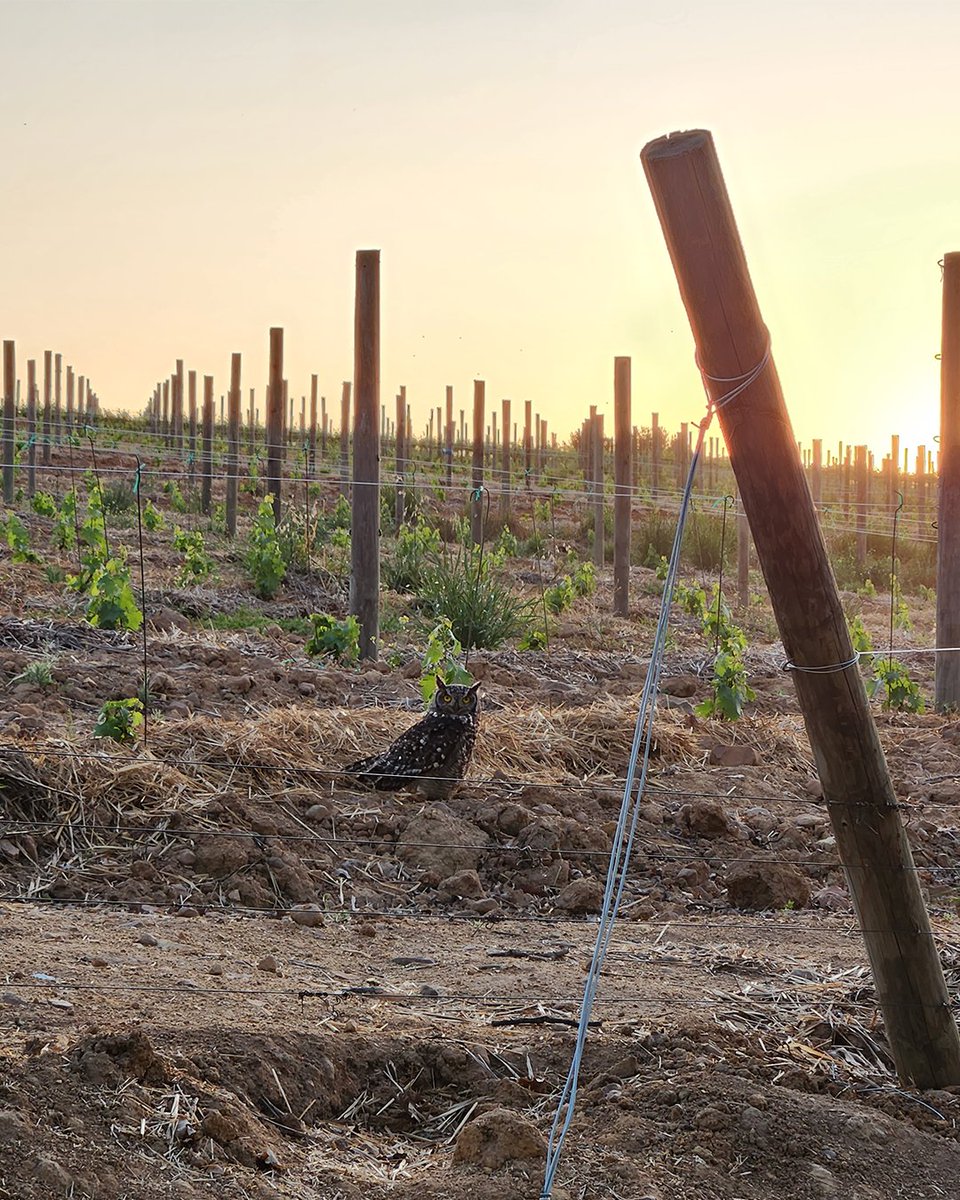 A Cape Eagle Owl in the Rust en Vrede vineyards. Owls play a crucial role by controlling rodent populations naturally, reducing the need for pesticides. They contribute to biodiversity by maintaining a balanced ecosystem and supporting vine &amp; soil health. 

@followthesugarbird