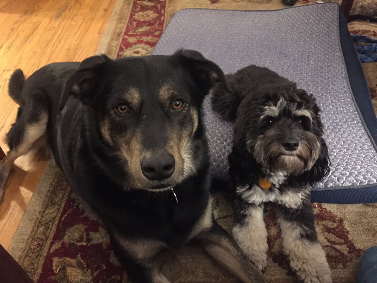 Proud charter member of Moms with dogs for Kamala (rhymes with MOM-ala!