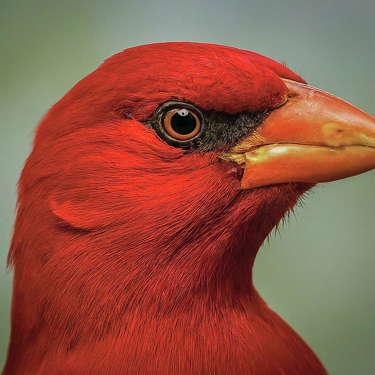 Red2 (❖,❖) tweet media