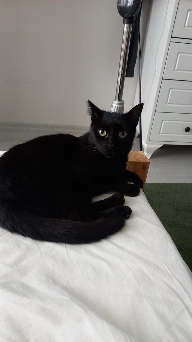 Gündem çok karmaşık biliyorum pek içimden de gelmiyor ama bu çocuğa verdiğim bi yuva sözü var. Sophieşim 6 aydır yuva arıyor.Dişi, kısır, 2 yaşlarında,diş tedavisi 3 ay önce yapıldı şimdi misler gibi.Pansiyonda kalıyor.İç-dış paraziti, karması var.Lütfen paylaşır mısınız
İstanbul