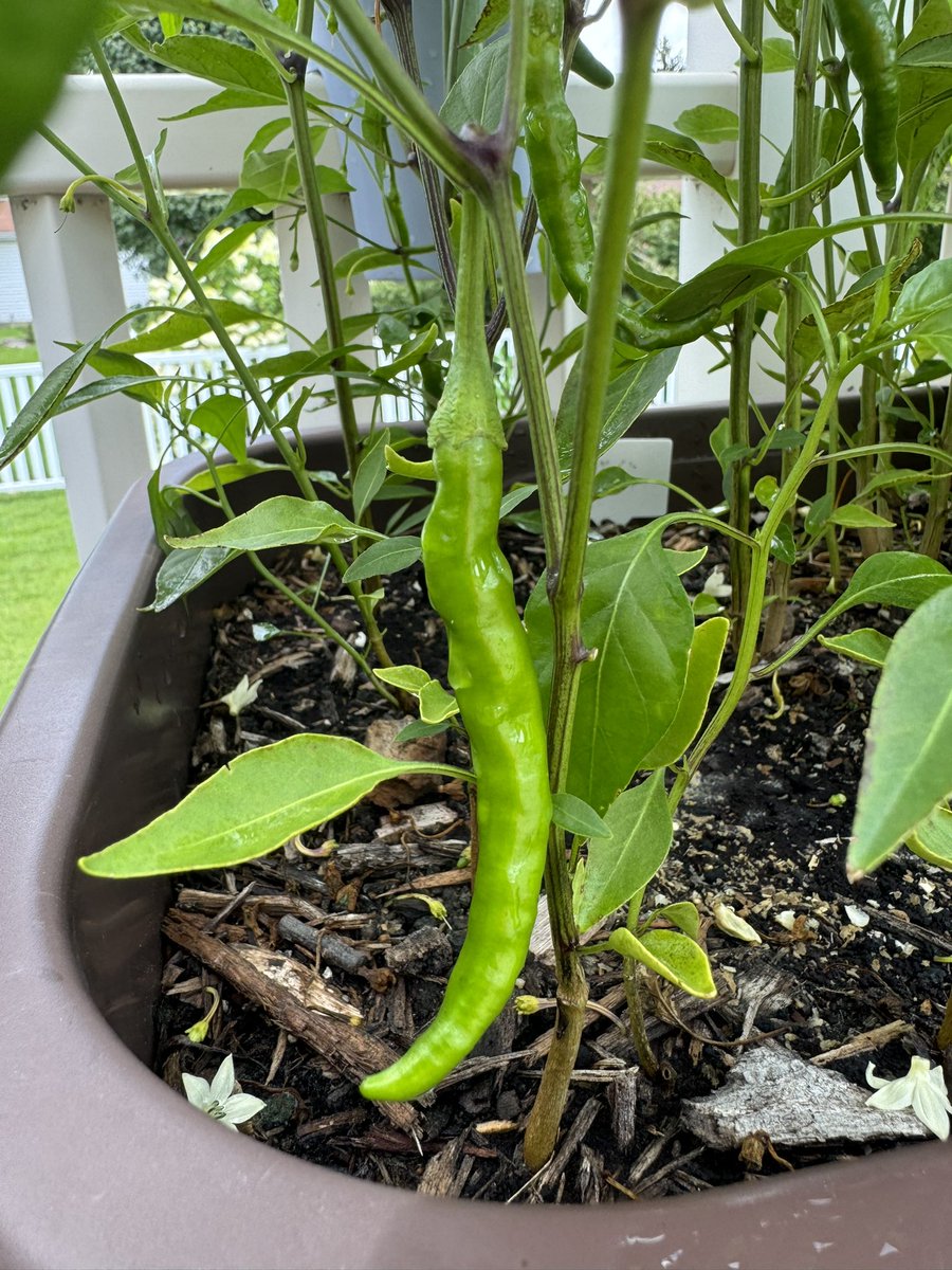 AlisaMS's tweet photo. @stl7thward In other #firsttimegarden news
We have peppers https://t.co/lzvLDixA2t