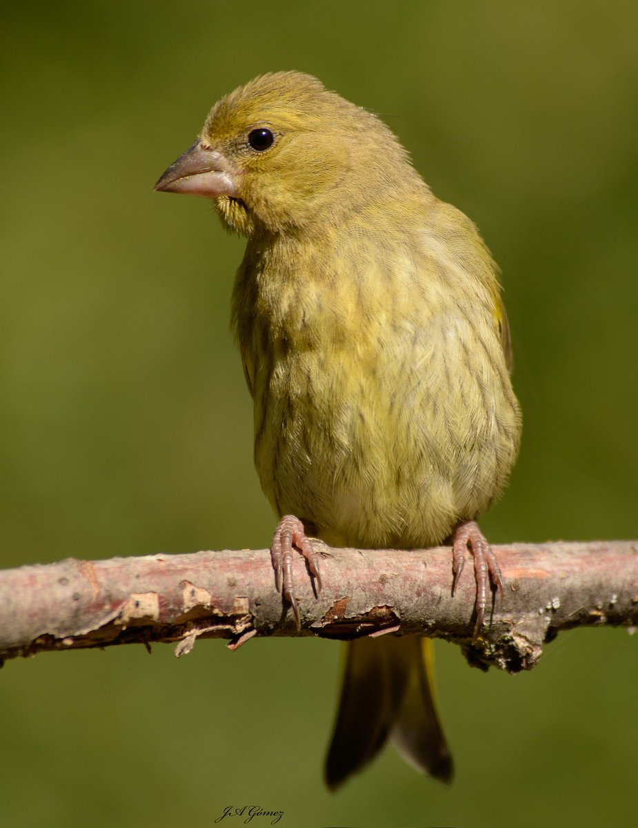 JoseAnt24756550's tweet photo. Joven verderón (Chloris chloris).#Nikon #fotografia #aves #aranjuez #Verano #verderon https://t.co/rcKmNp9nwe