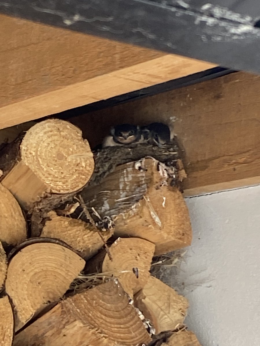 Eithne Ní Ghallchobhair (@eithnenig) on Twitter photo Fáinleogaí óga faoi shó sa nead. 💕
Is é bhur mbeatha! Is é bhur mbeatha!
Wee baby swallows huddling in the hut.
<a href="/BirdWatchIE/">BirdWatch Ireland</a> Fáinleogaí óga faoi shó sa nead. 💕
Is é bhur mbeatha! Is é bhur mbeatha!
Wee baby swallows huddling in the hut.
<a href="/BirdWatchIE/">BirdWatch Ireland</a>
