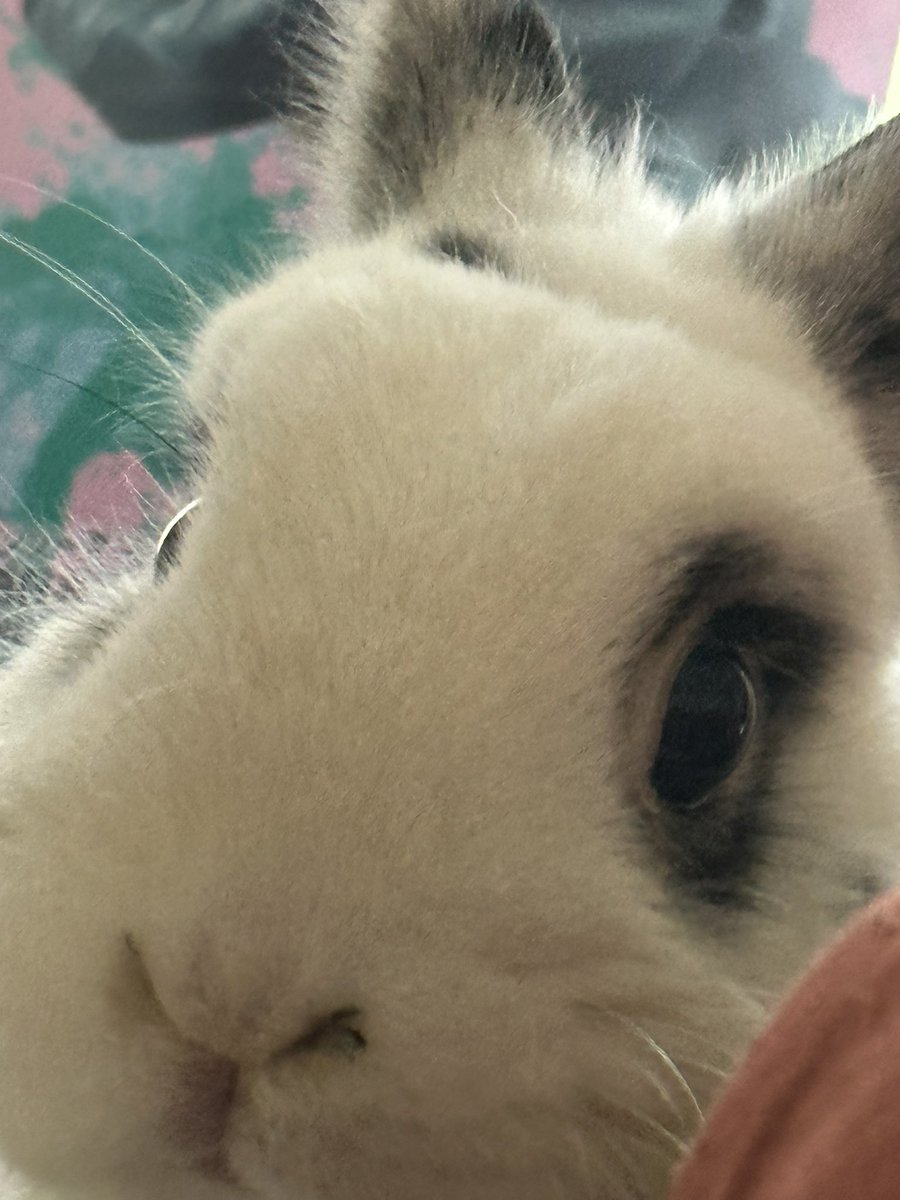 EmberRabbit's tweet image. peekaboo!!