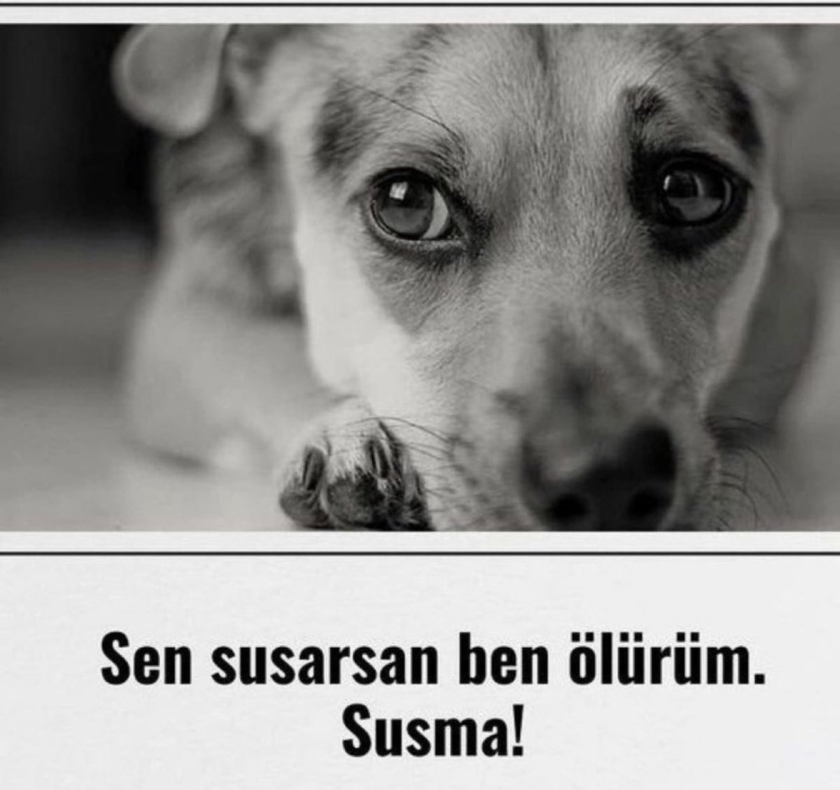 ÇÖZÜM “MASUMLARIN ÖLÜMÜ” DEĞİLDİR

Sokak hayvanları sorunu, insanların sebep olduğu bir sorundur. 

Elbette çözüme ihtiyaç vardır.

Ancak çözüm “masumların ölümü” değildir.

Yaşam sadece insan için varolmuş değildir; insan da yaşamın parçasıdır.