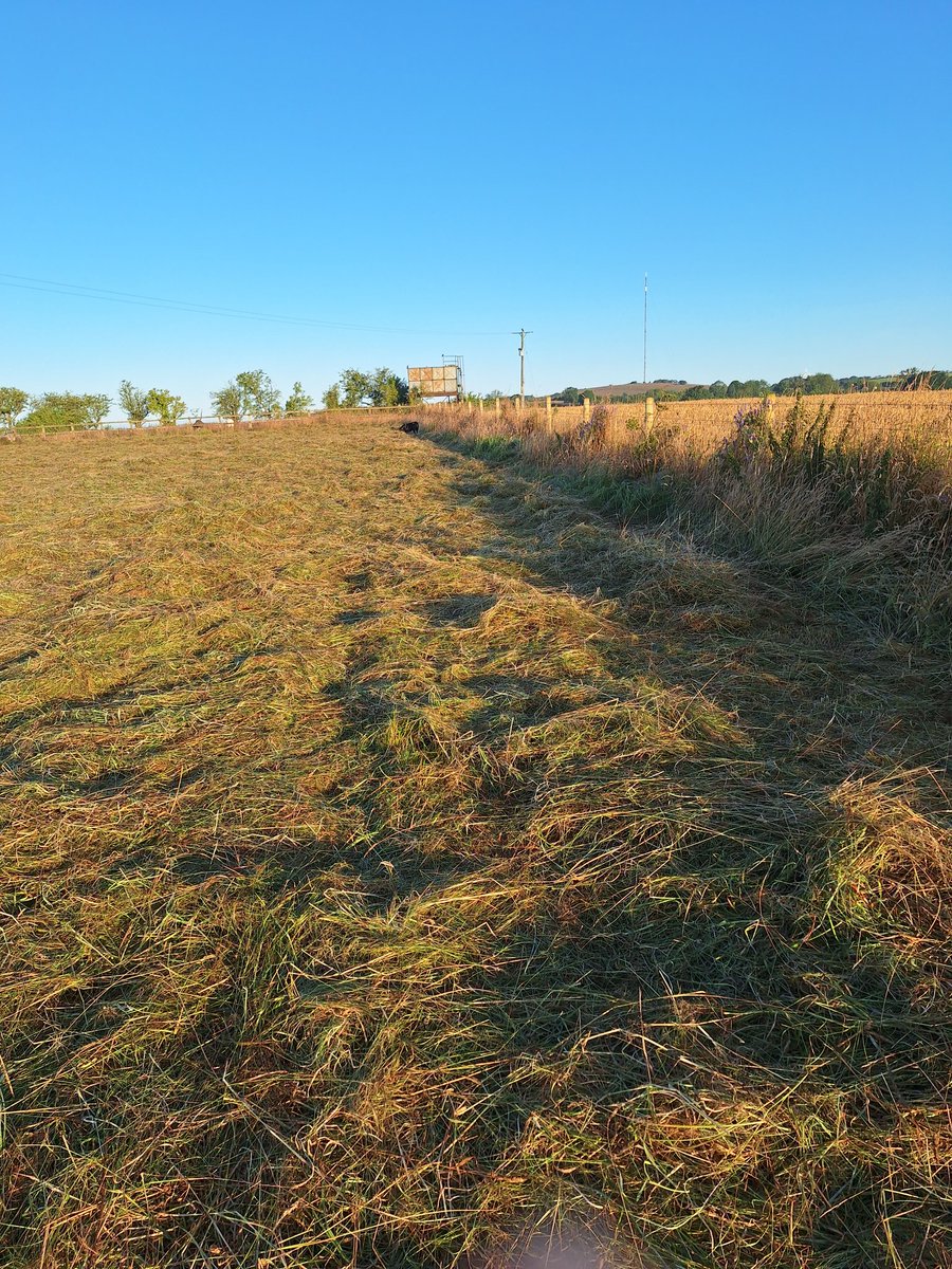 Plum Pudding Pigs tweet media