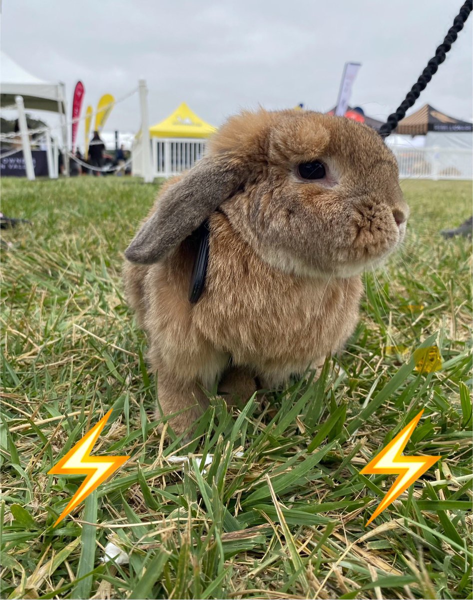 ElectricBun's tweet photo. So excited for day 2 of #theXtakeover in #SLO Looking forward to another day of fun, friends, Xcitement! ⚡️🐰♥️⚡️🚘⚡️📐👩‍🚀🎉 https://t.co/1dhLAdj6qm