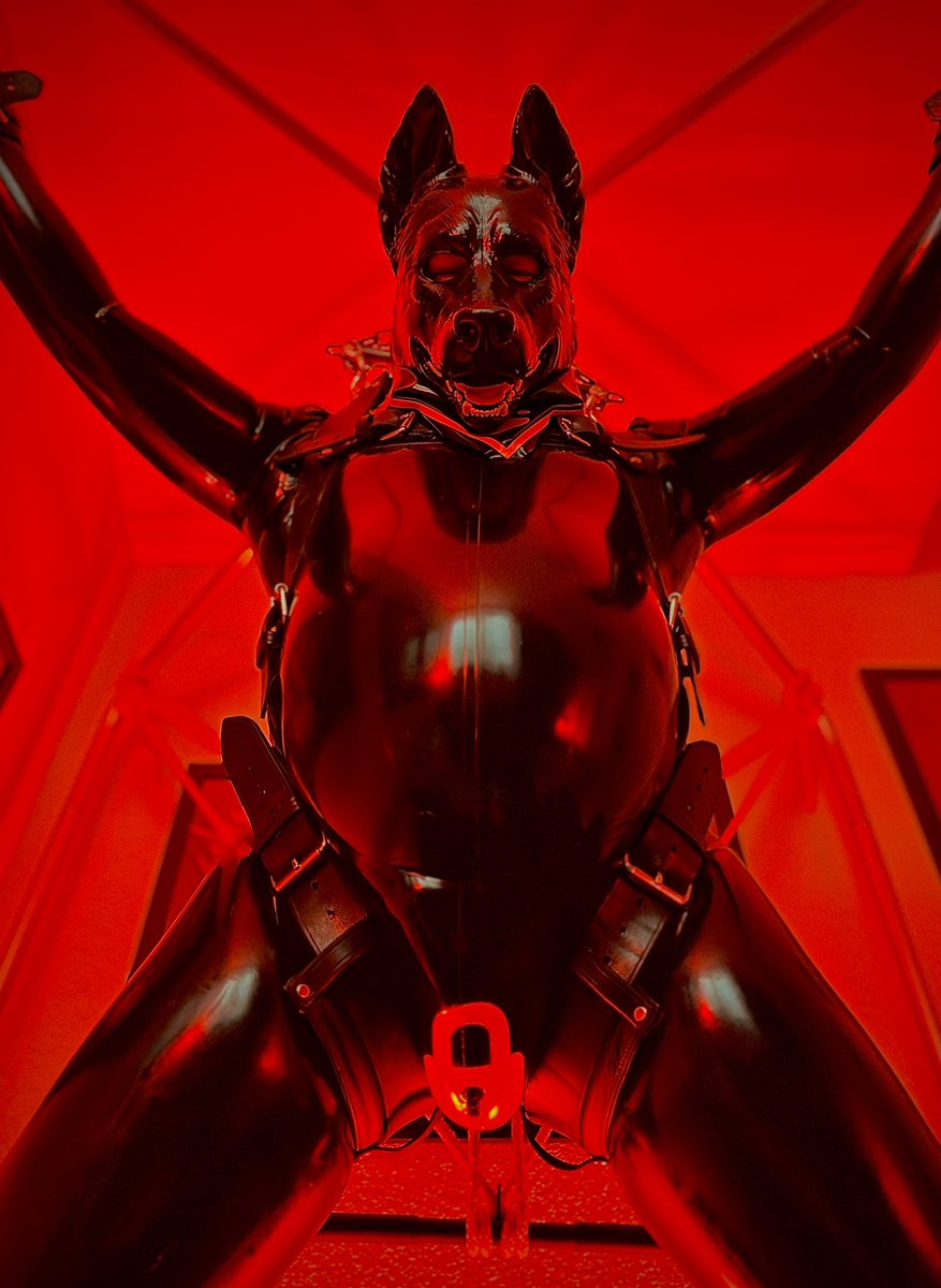 Shiny Tiger ✨🖤 tweet media