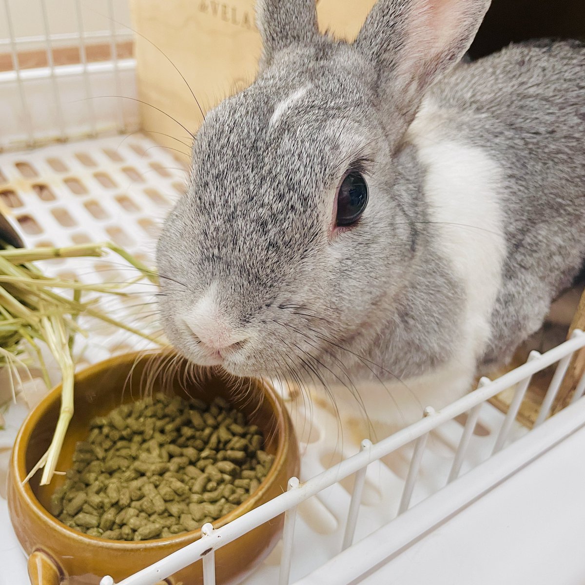niconicousa's tweet photo. ドライフルーツのパパイヤ🥭大好きなシフォン🐰

食べ終わった後いつもこっち見ながらもう無いよ？って顔してくる

#うさぎがいる暮らし 
#うさぎのいる暮らし 
#うさぎのいる生活
#うさぎがいる生活
#うさぎ
#ミニうさぎ
#うさぎ日記 https://t.co/8ldCKOwVkS