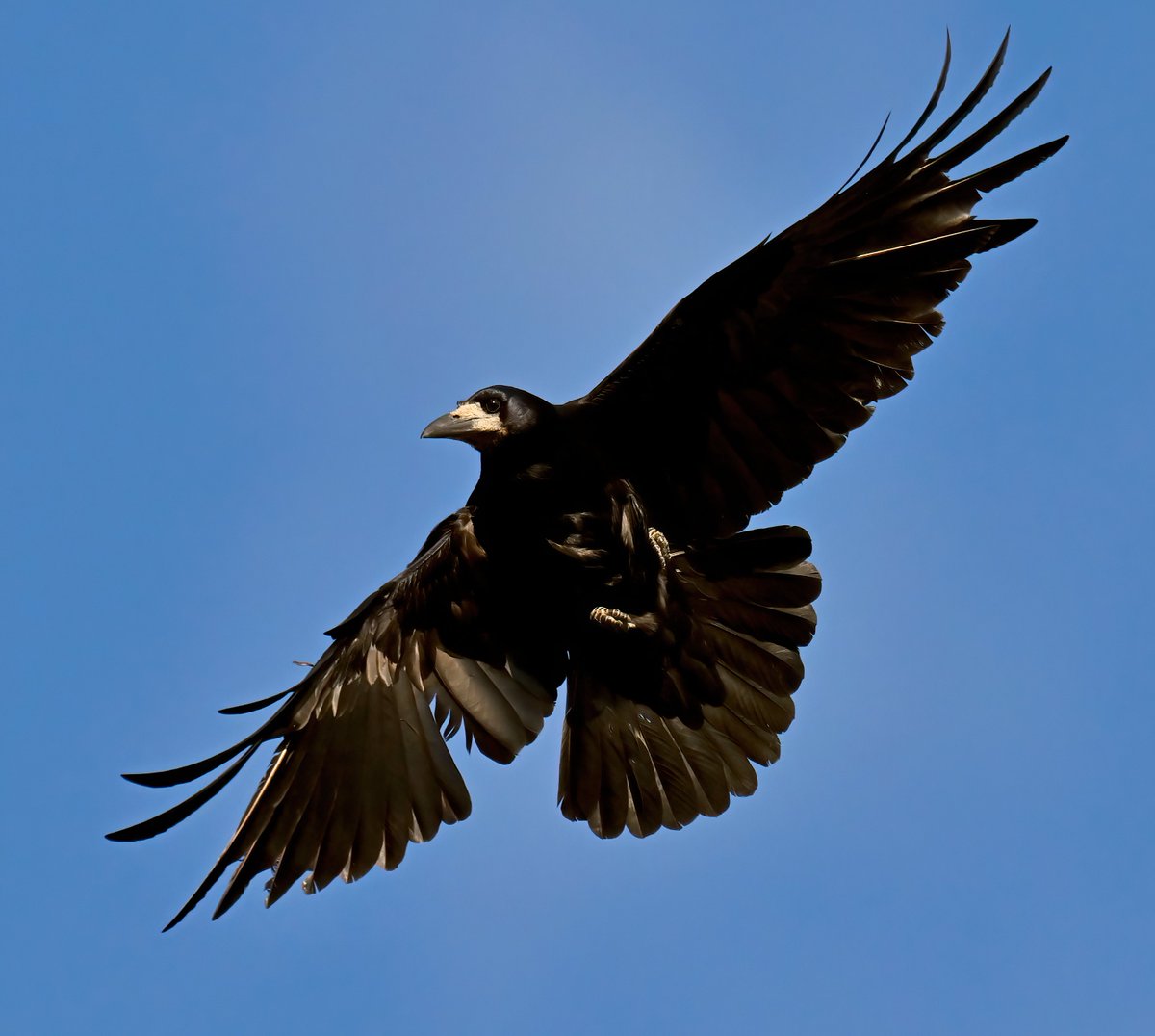 Rook against the blue sky! 😀
Taken recently in my Somerset village. 🐦