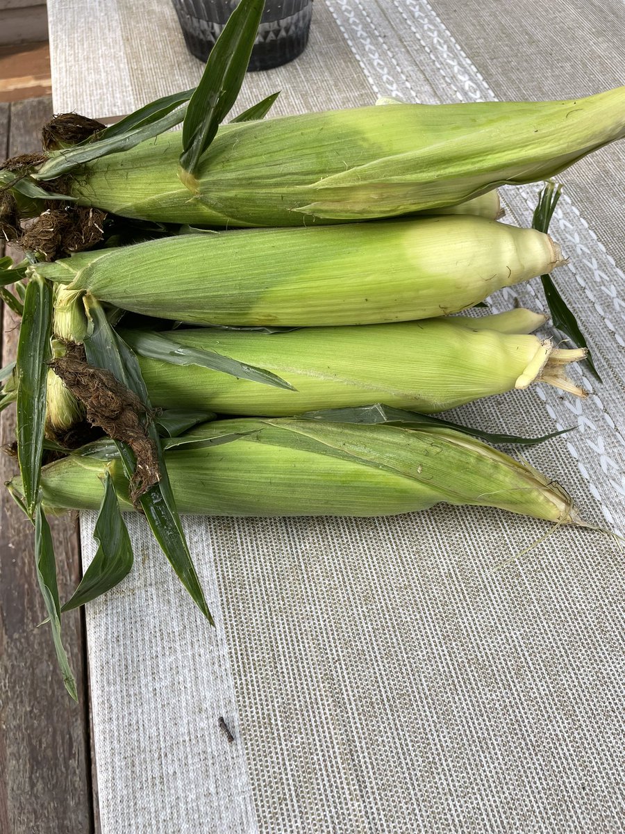 Hennigracing's tweet photo. Didn’t come away with top prize on our visit to MTH yesterday, but we did come away with some great Jersey 🌽…..thanks to my friend, @tbred22 who dropped off a bag! #GunSong https://t.co/BszLdb1ycm