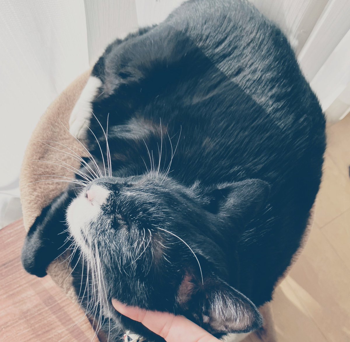 salami_rk's tweet photo. 容赦ないsnooze嵐の歓迎を
幾度と指先で弾く始まりの儀式は
最も先送りしたイ月曜の目覚め。
瞬きも億劫になる夏蝉大合唱と
無呼吸状態の
タイピング連弾がLinkしタ。
脳内tripから視線を外すと
変わらず優しい黒毛玉
今日も今日とて
それなりに。
#おはよう月曜
#IiroRantalaHELTrio
#ToughStuff https://t.co/m7UF1HC4tA
