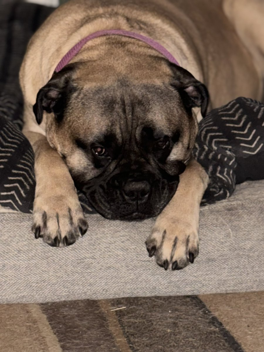 Tamrayburn's tweet photo. Boring day @dogsofX@dogsoftwitter https://t.co/WWAzMkCT8D