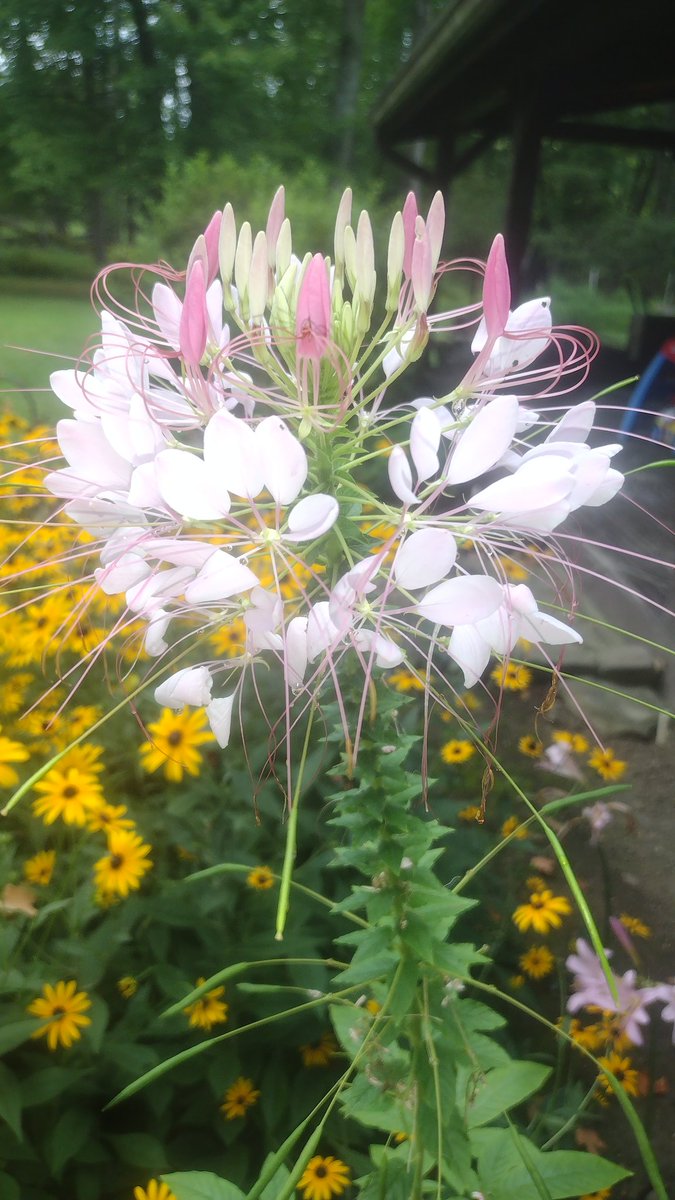 SgtTibbles's tweet photo. Cleomes.
#HowDoesYourGardenGrow https://t.co/OER8CHbaXY
