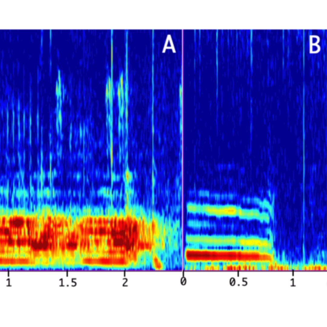Happy #WorldConservationDay! 🌍 UNH researchers are developing new, non-invasive moose monitoring methods in NH. 🔊 Read more about how their work can help with conservation and forest management. ➡️  bit.ly/3LDKpmU  

<a href="/COLSA_UNH/">COLSA</a> <a href="/APLU_Ag/">APLU Agriculture</a> <a href="/USDA_NIFA/">NIFA</a>