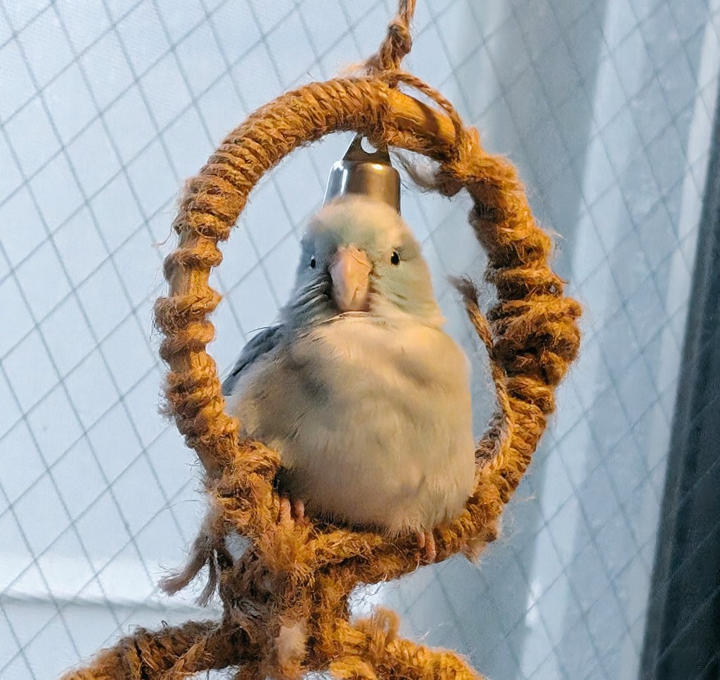 昨日つぶれたおもちちゃんだった