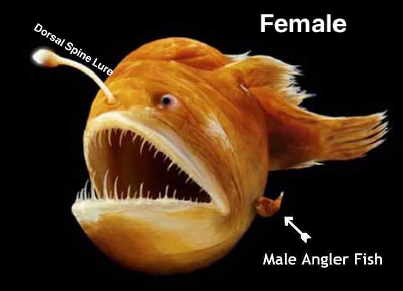 Demi_Persephone's tweet photo. I would like to remind everyone that in angler fish, only the females have the lure on their head.
So trans Baxter possibly canon?
#HazbinHotel #hazbinhotelbaxter #transbaxter https://t.co/5BFsuX4taC