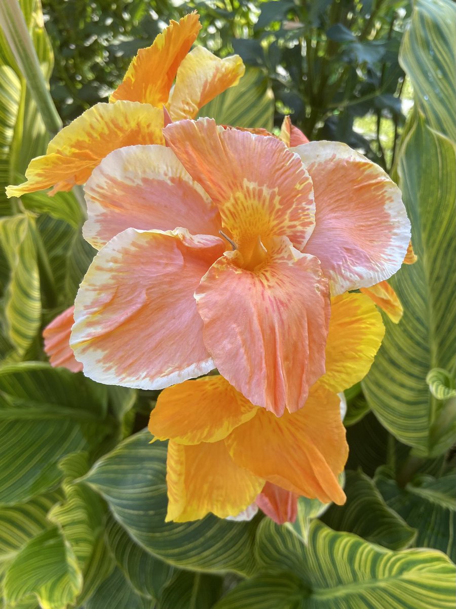 🌻David A Bradshaw (@caledoniablooms) on Twitter photo 