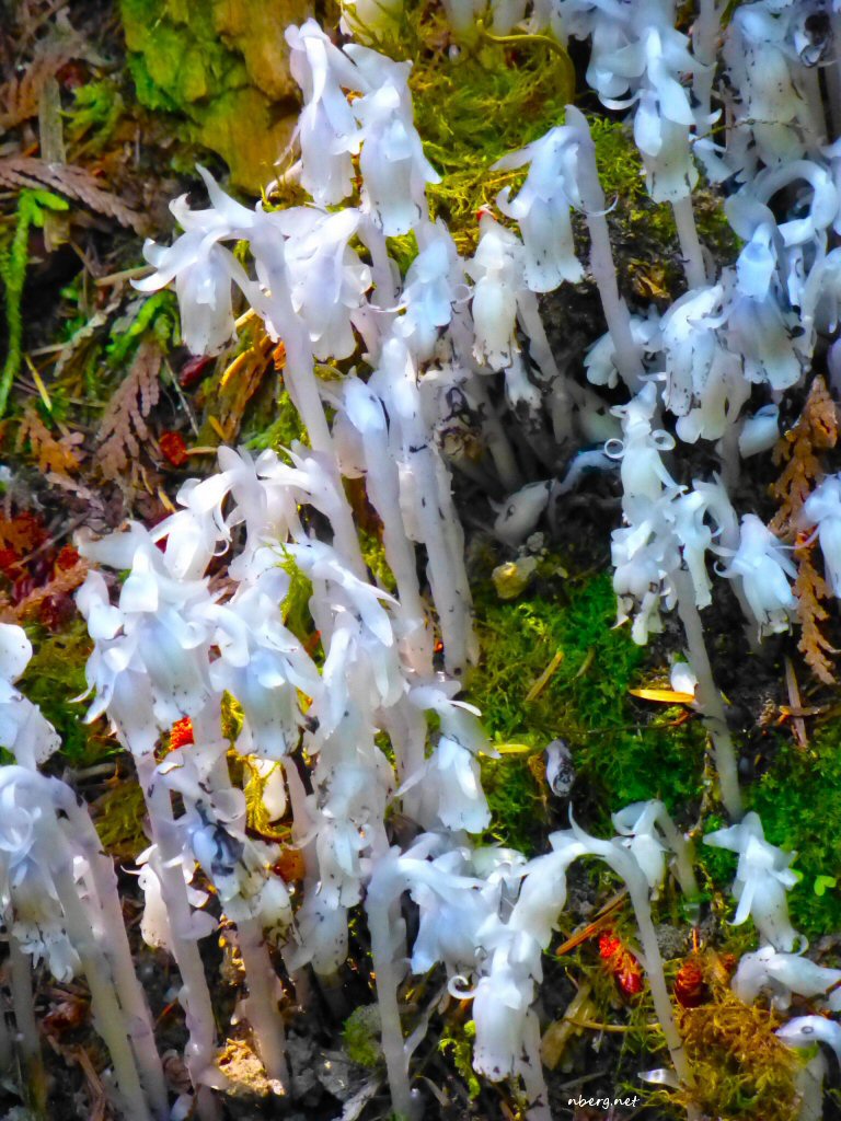 nbergnet's tweet photo. Found some ghostpipe in the forest today! 👻
https://t.co/oAevRBcvDN
#ghostpipe #forest #NaturePhotography #hike https://t.co/4D4eW53N1L