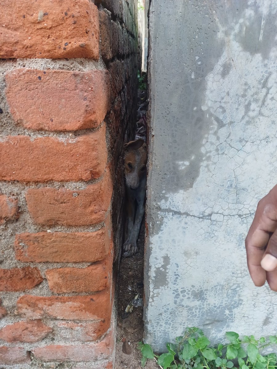 AmanKumar226's tweet photo. The dog was trapped between two walls and unable to move,his breathing growing increasingly slow.When I saw him in this dire situation,I immediately called my friends.After some deliberation,we decided to rescue him.@DistrictPaschim @HareramSinghMLA @amcasansol @ShatruganSinha https://t.co/N4HZPArAmS