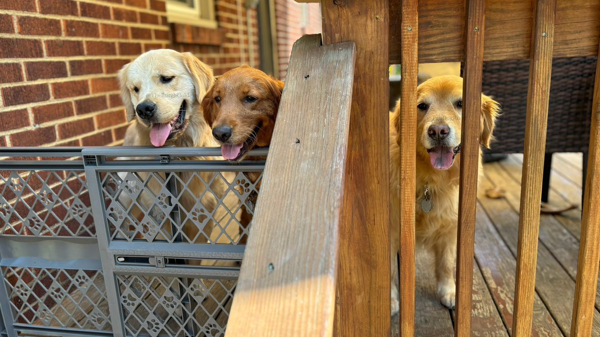 PghGoldens's tweet photo. Our new best friend @PghDogRiver came over to play today. We ran and chased and rested and played and drank water and chased and ran and it was just the best time EVER! We cannot wait for the next play time!!!!!!!!!!!!!!!!!!!!!!!

#DogsOfTwitter #GoldenRetrievers #TheBurghGoldens https://t.co/Y70z6YnDAl