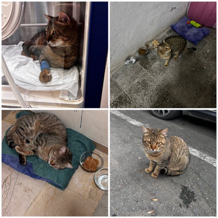 Tekircan icin yuva🙏🏻Evden atildi,her eve girmeye calisiyor. Sokaktaki kedilerden korkuyor.5 ay klinikte kaldi.Fip illetini yendi.Evde tek kedi olacagi yuva arıyor.Kisir, omur boyu tum masraflari tarafimdan karsilanacak.Yeterki yuvasi olsun
05327402042
İstanbul Kadıköy

<a href="/Berilcer/">Beril</a>