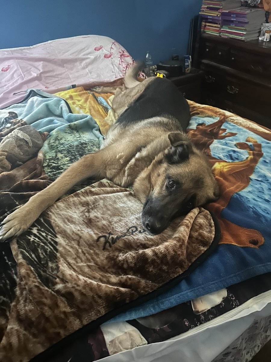AracheneK's tweet photo. To day to one of my dogs birthday happy birthday to Kayla she is 9 years old to day in dogs years https://t.co/L1QGJItaDp