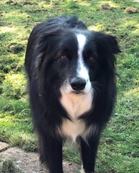 millypod1's tweet photo. 🆘28 JUL 2024 #Lost MURPHY #ScanMe #Tagged
Black &amp; White Border Collie Male
Sytche Caravan And Camping Park
#MuchWenlock #Shropshire #TF13
https://t.co/wyEns1ZIk5 https://t.co/Ocra4oPjJk