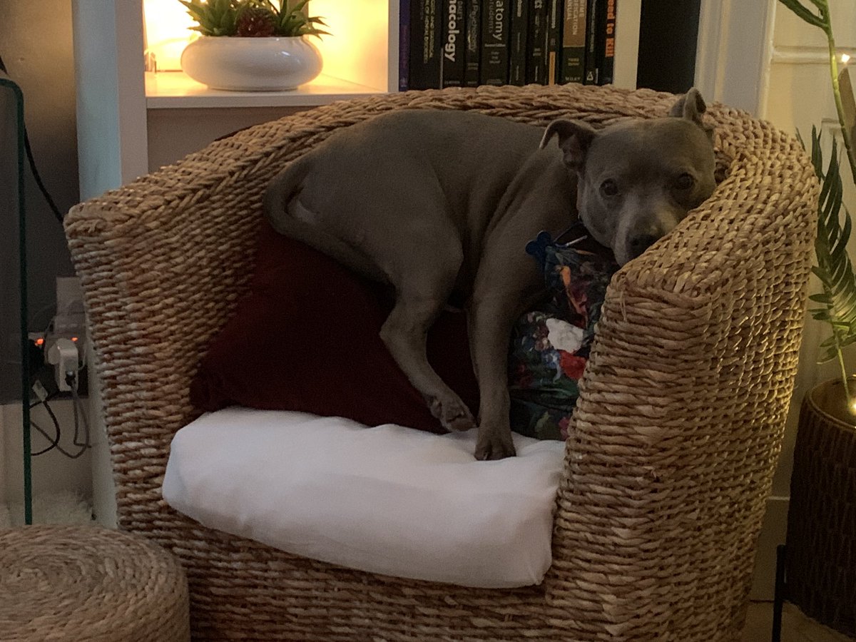 helenraw's tweet photo. #WeeBellaBoo just got herself in a pickle on the small seat - she got stuck in the cushions with no space to dig herself out. Aunty Helen had to assist with the cushion displacement 😹😹🥰🥰
#DramaQueen
#TheCatAndDogLady https://t.co/Hw8S3bZsqD