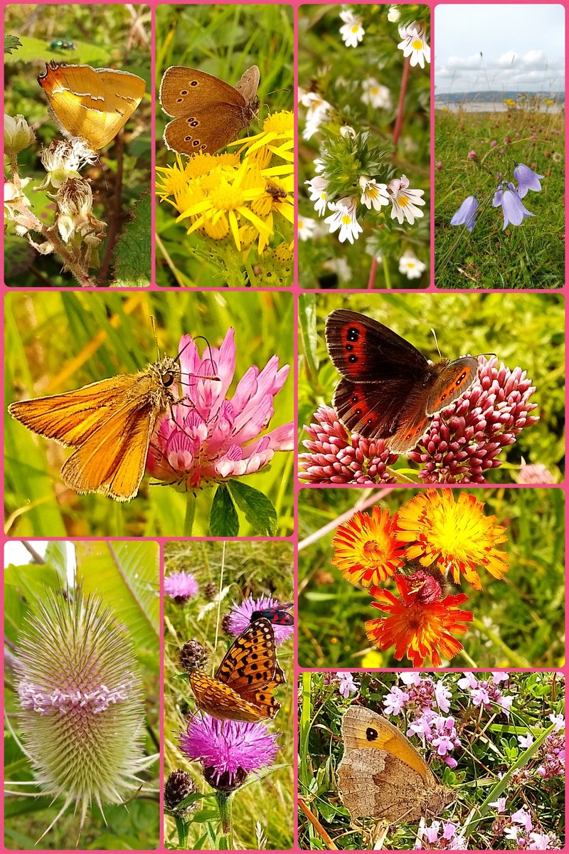s4r4h_l's tweet photo. #WildflowerHour from #ArnsideKnott today, bramble, ragwort, eyebright, harebells, red clover, hemp agrimony, fox &cubs, teasels,knapweed& wild thyme & their pollinator friends. @wildflower_hour @BSBIbotany @ntarnsidesilver @ArnsideSilverNL #vitaminN @BC_Cumbria @cumbriawildlife https://t.co/yrVHOjQ0a3