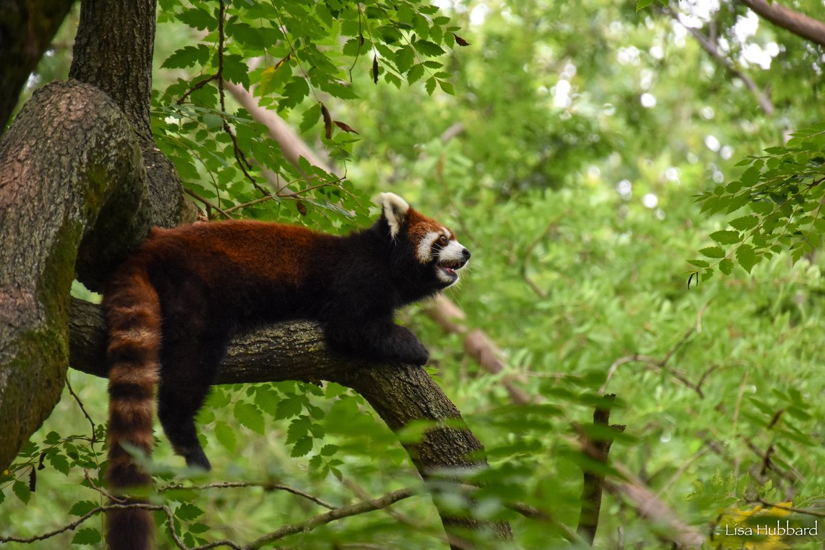 Sleeping away most of the day in the treetops, the panda is most active at dawn and dusk.