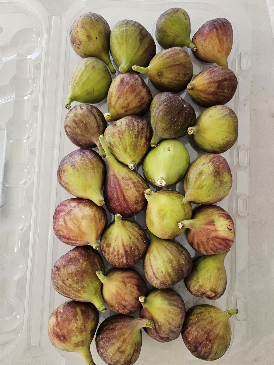 DrOMD's tweet photo. #FreshFigs 의 계절이 돌아 왔어요. 오렌지 나무, 레몬 나무, 그리고 무화과 나무도 한 그루 심어야 하나? 난 과실수 가 좋아요.
 #SundayBrunch🍊��🫒 https://t.co/mjKZyMKFPK