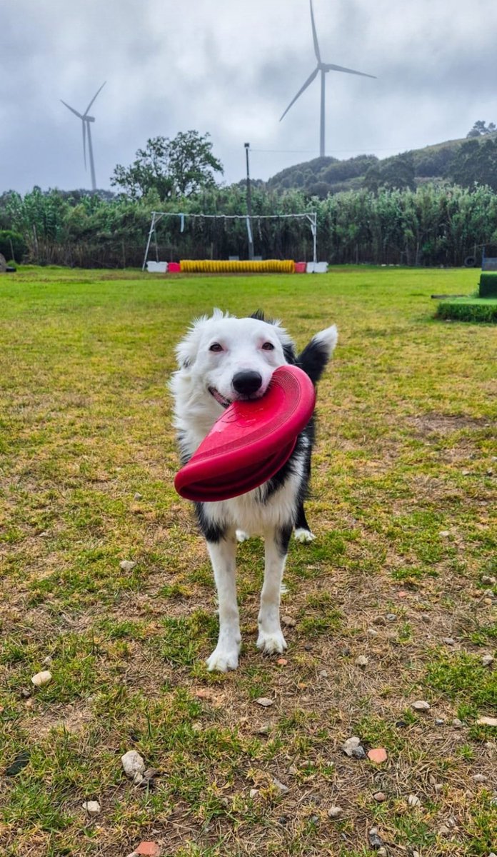 Happy Sunday! #BorderCollie #DogsonX