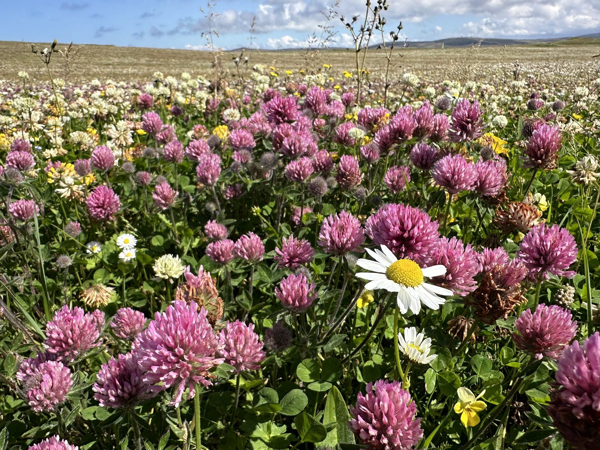 DanBrownNature's tweet photo. What can be more uplifting than a blaze of colour as far as the eye can see. The #Machair on #NorthUist is simply phenomenal at the moment; a floral rainbow, not to mention a pleasure on the nostrils too. Who needs the fynbos, Western Aus or California!? #WildFlowerHour https://t.co/t4P3zlDaXl