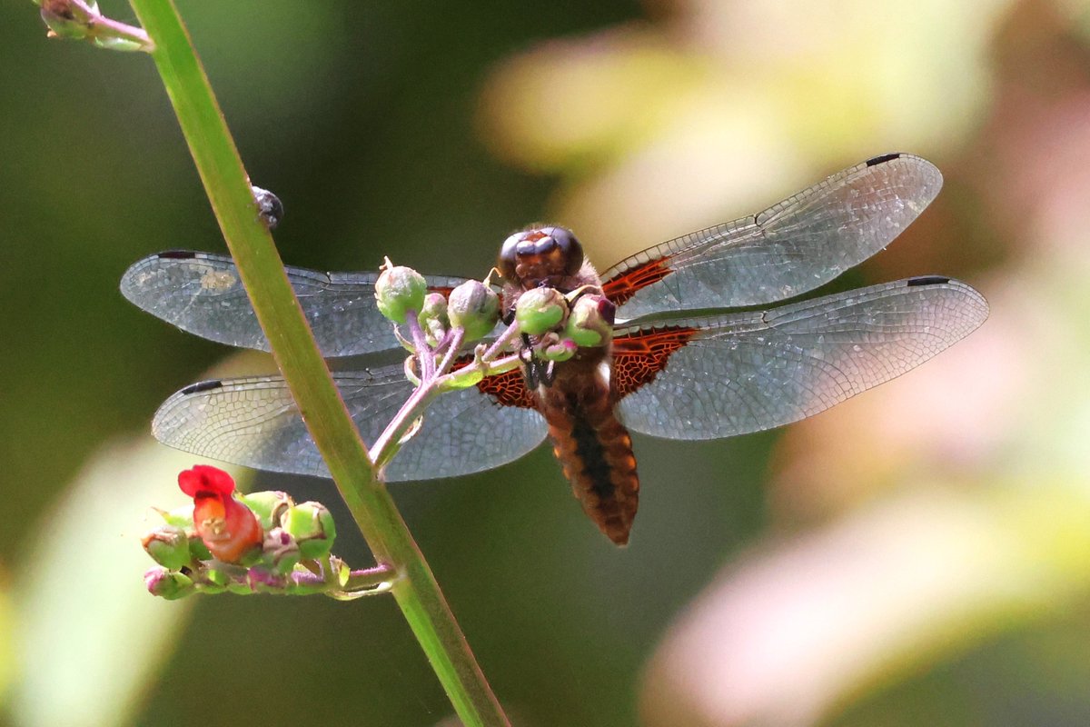 So the Broad-bodied chaser came back &amp; this time I managed to photograph the underneath of it!
<a href="/BDSdragonflies/">British Dragonfly Society</a> #dragonfly #dragonflies #wildlifepond