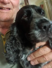 millypod1's tweet photo. 🆘27 JUL 2024 #Lost MOLLY #ScanMe
OLDER Black & White Cocker Spaniel Female
Vigerons Way #ChadwellStMary #Essex #RM16
https://t.co/qBWcYDNpxk https://t.co/vWF7VbAjeC