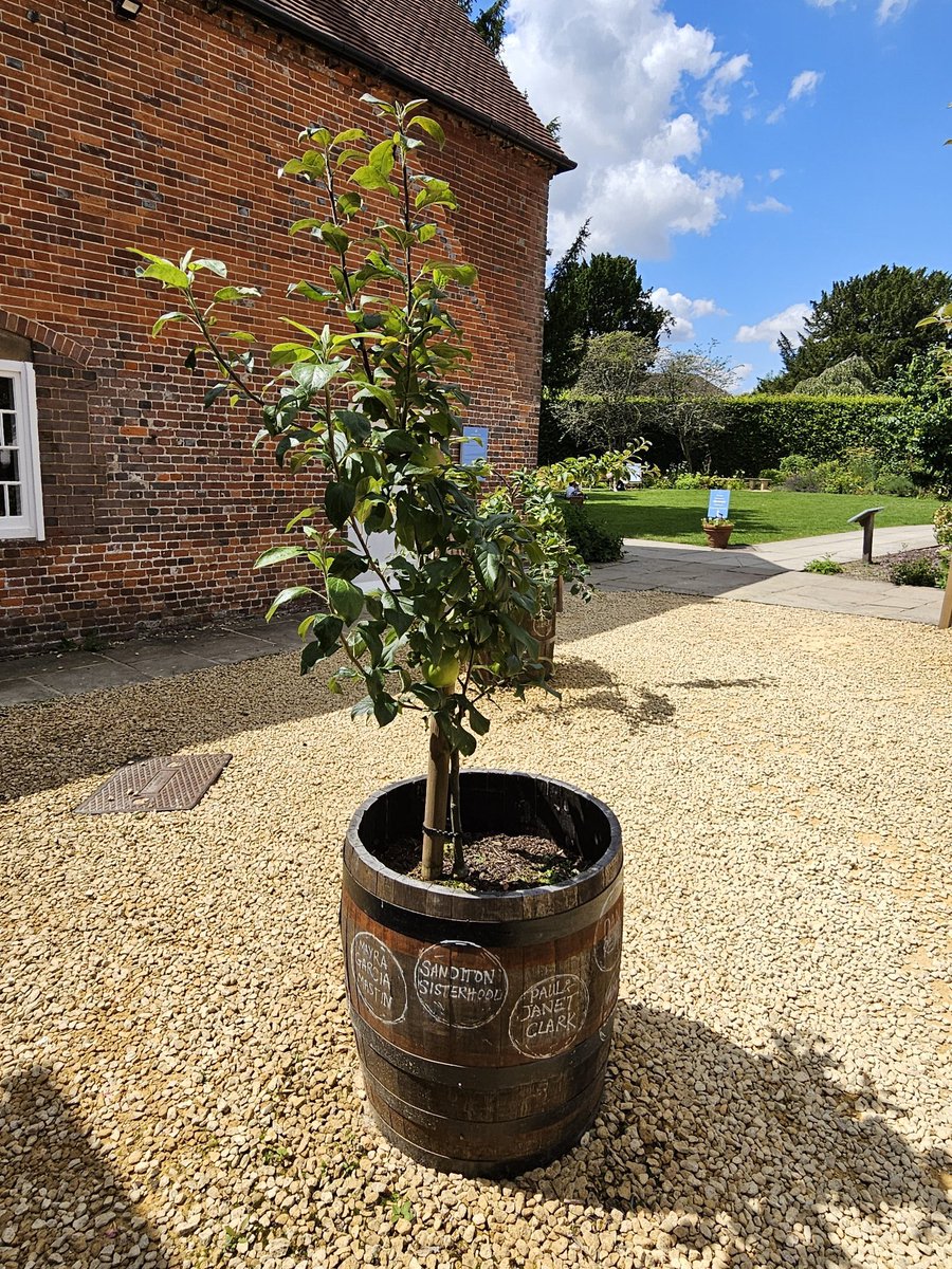 SanditonSister2's tweet photo. If you’re going to visit @JaneAustenHouse, make sure to pay attention &amp; snap a pic in the courtyard! The #SanditonSisterhood aka ALL the #Sanditon fans are represented.❣️

£100 from the SS2 shop proceeds was donated to the Orchard project &amp; now the trees are settling in! 👐

🍏🍎 https://t.co/jEuQ7bq5i6