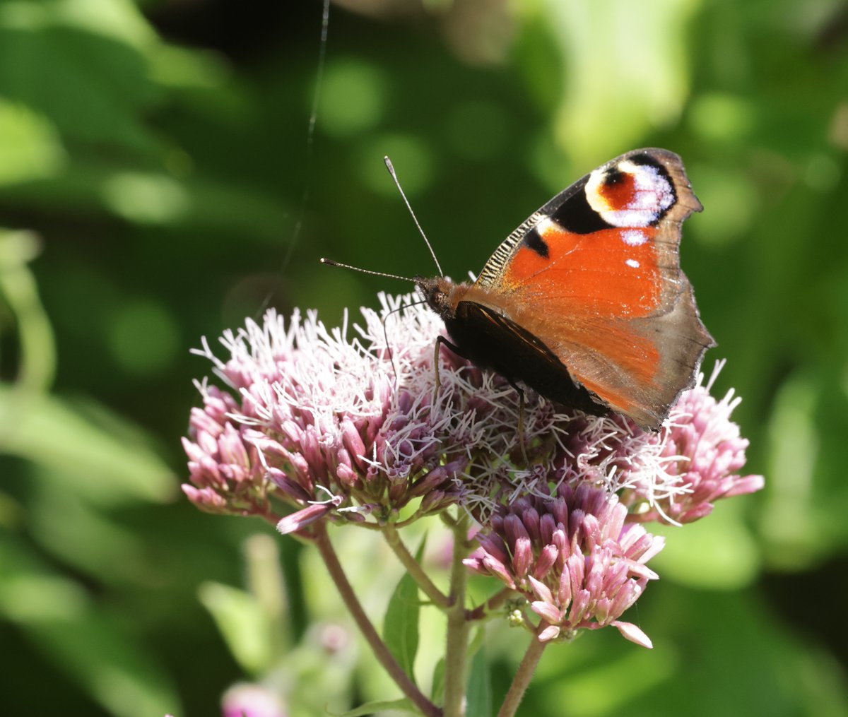 JeremyBCSWhite's tweet photo. Good list of birds seen @RSPBNewport today. Better were the flowers and the insects on them. Black-tailed skimmer at rest; Peacock butterfly on Hemp agrimony; rare Shrill carder bumblebee on Scabious; Common red soldier beetle. Plus wonderful bumblebee day with @BumblebeeTrust https://t.co/bffmaO2djV