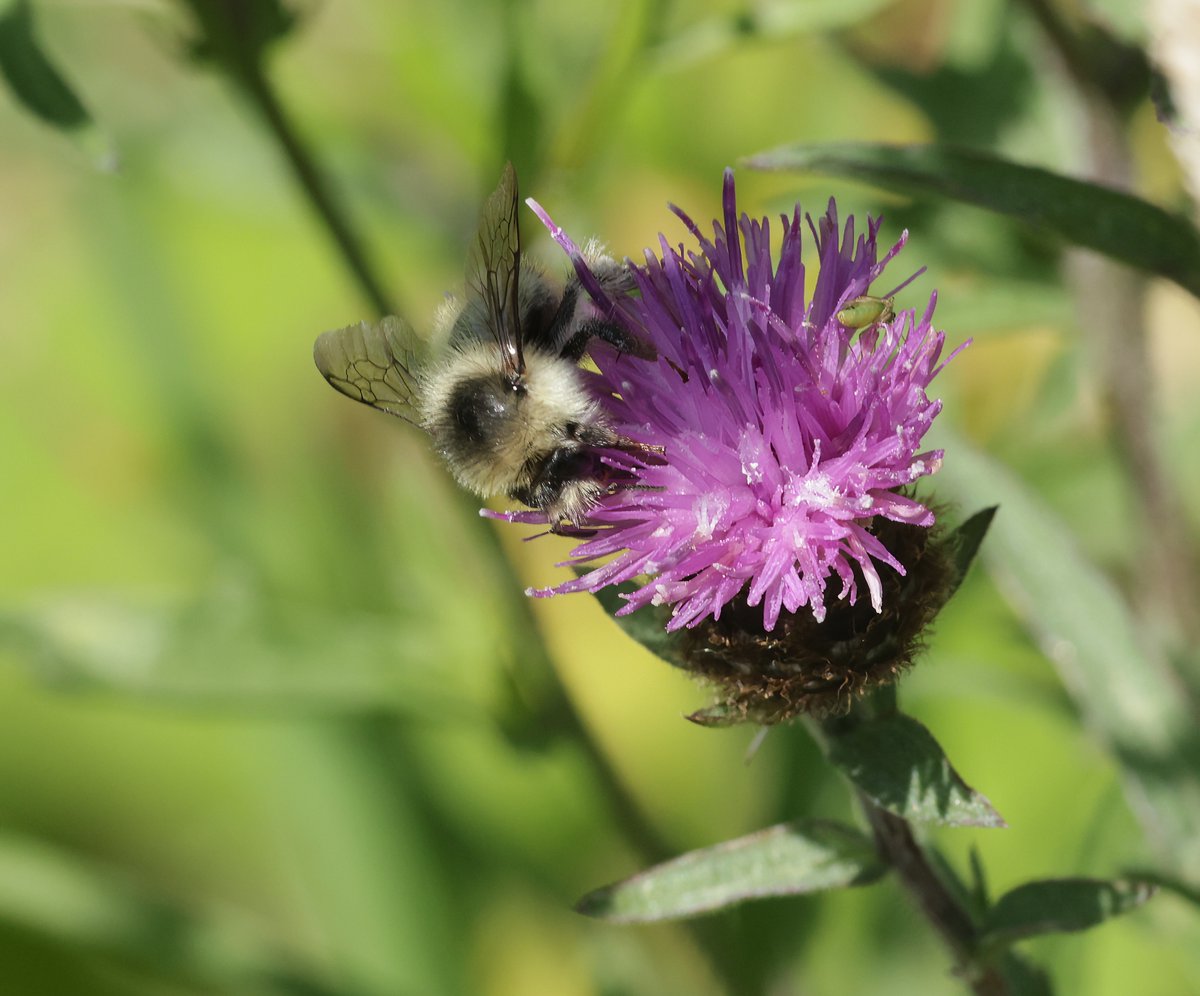 JeremyBCSWhite's tweet photo. Good list of birds seen @RSPBNewport today. Better were the flowers and the insects on them. Black-tailed skimmer at rest; Peacock butterfly on Hemp agrimony; rare Shrill carder bumblebee on Scabious; Common red soldier beetle. Plus wonderful bumblebee day with @BumblebeeTrust https://t.co/bffmaO2djV