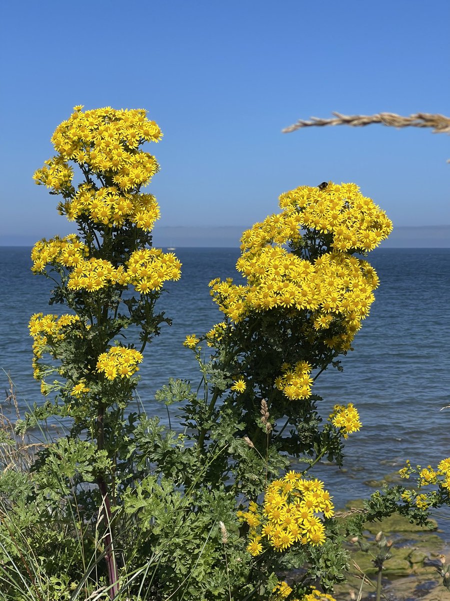 Ragwort looking bright and beautiful in the sunshine #hauxley #northumberland   #WildflowerHour