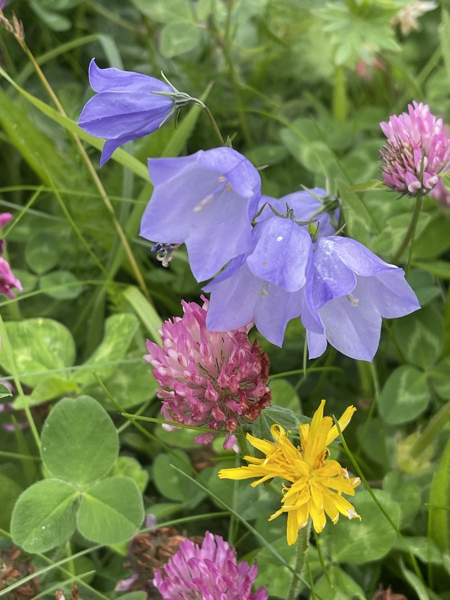 Harebells everywhere 😍😍😍 #embleton  #WildflowerHour