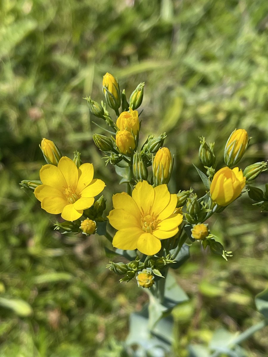 Yellow-wort  found at Hauxley nature reserve #northumberland #WildflowerHour