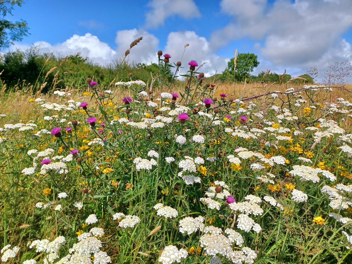 Hay meadow bouquet,
Knapweed, Trefoil and Yarrow, 
Summer's symphony.
#wildflowerhour #Pembrokeshire