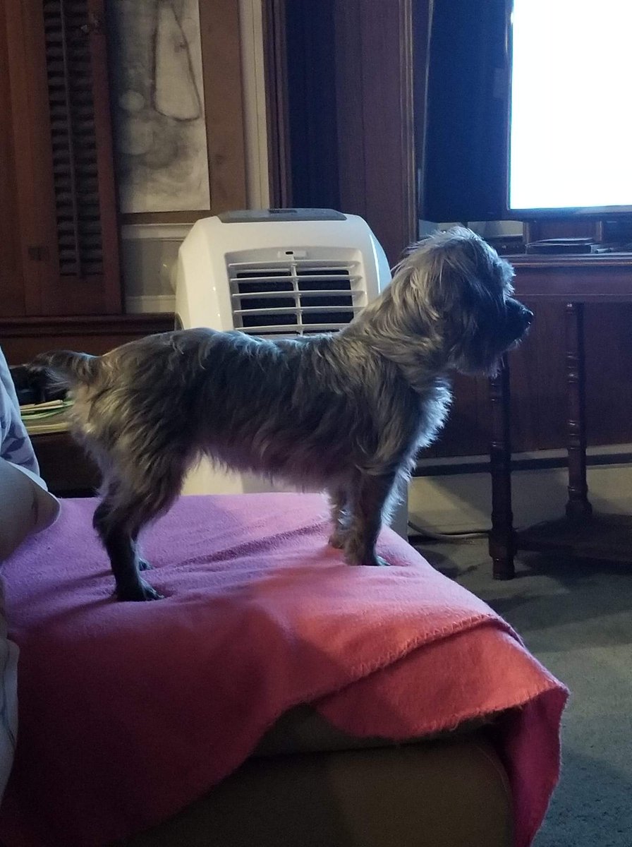 IVI_Rich's tweet photo. RIP to the best girl Molli 'Cugo' Rich 7/28/24 she was the absolute sweetest. Always at the door waiting for me when I get home from work, always quick to bark when I didn't give her enough treats or attention 🤣 I love you so much Molli
 You will never be forgotten my baby. https://t.co/sTy3zTv05Q
