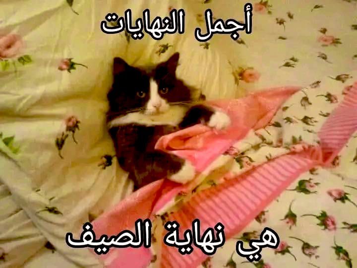 هل انت عبيط! |كود نايس ون Mo7 (@egyptianmemees) on Twitter photo 