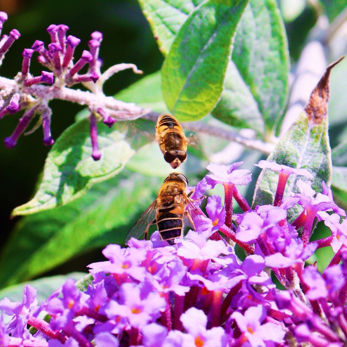 I believe these are Eristalis nemorum. The male (above) performing a courtship dance whilst the female (below) forages. It is easy to get sidetracked, and miss the beauty in our world. Today I wasn’t sidetracked.