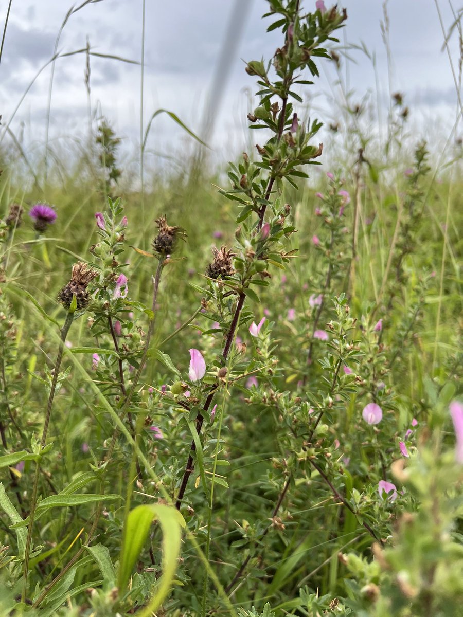 bugboysquire's tweet photo. Proper Spiny Restharrow  (O. spinosa) and Hoary plantain from Suffolk #wildflowerhour https://t.co/CMClzwml5T