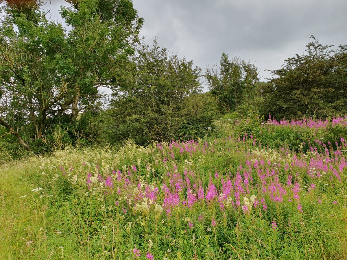 Multipletrees's tweet photo. Rosebay Willowherb (Chamaenerion angustifolium) and Meadowsweet (Filipendula ulmaria) in the Peak District #wildflowerhour @peakdistrict https://t.co/vV4smoOK00